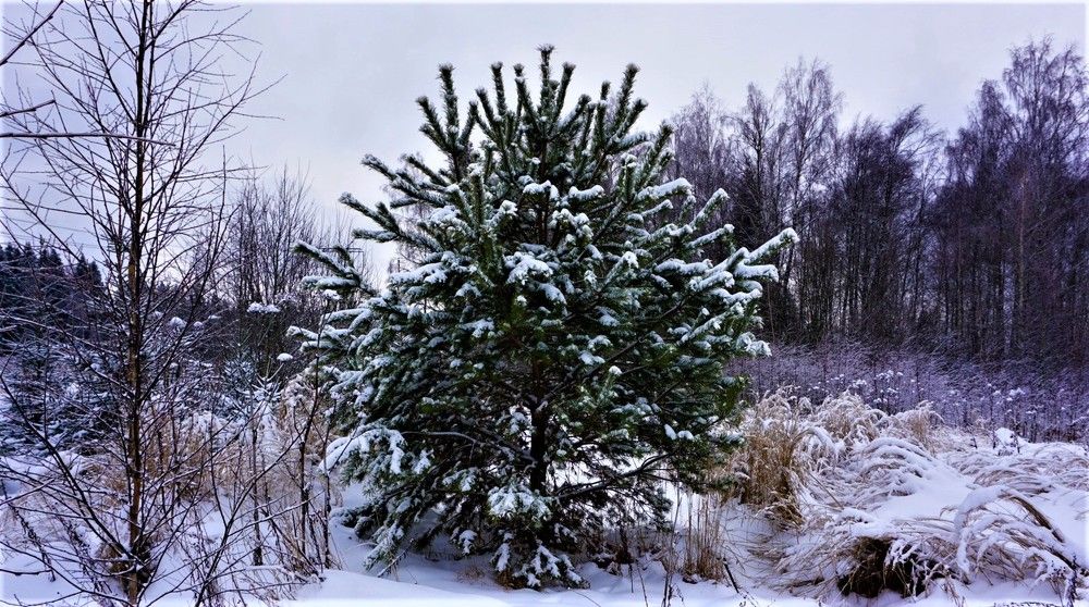 Photograph by Михаил Трусов