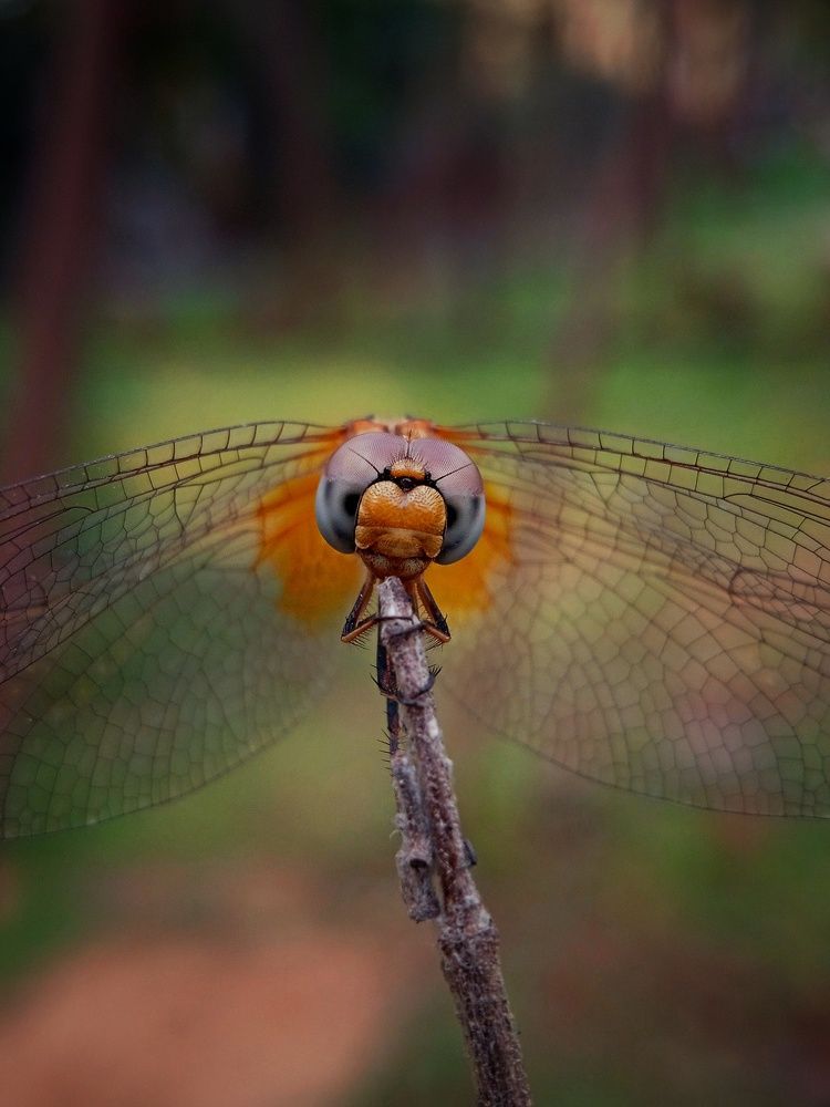 Photograph by Jay Shah