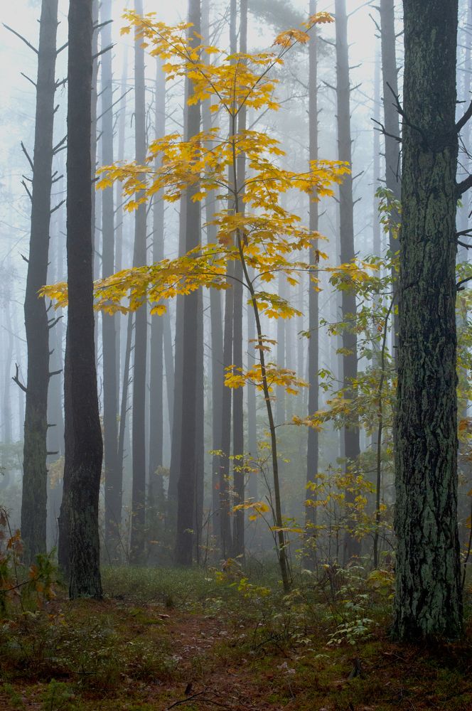 Photograph by Елена Кошелева