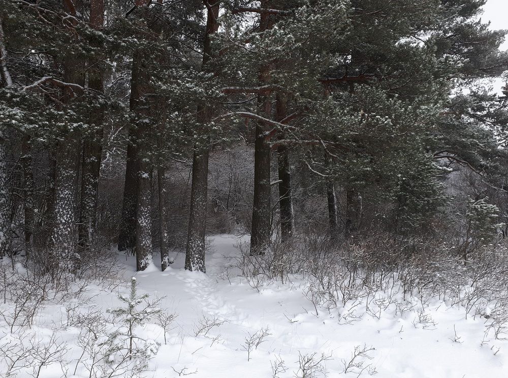 Photograph by Ирина Федорова