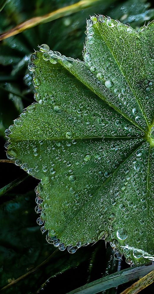 Photograph by Евгений Симион