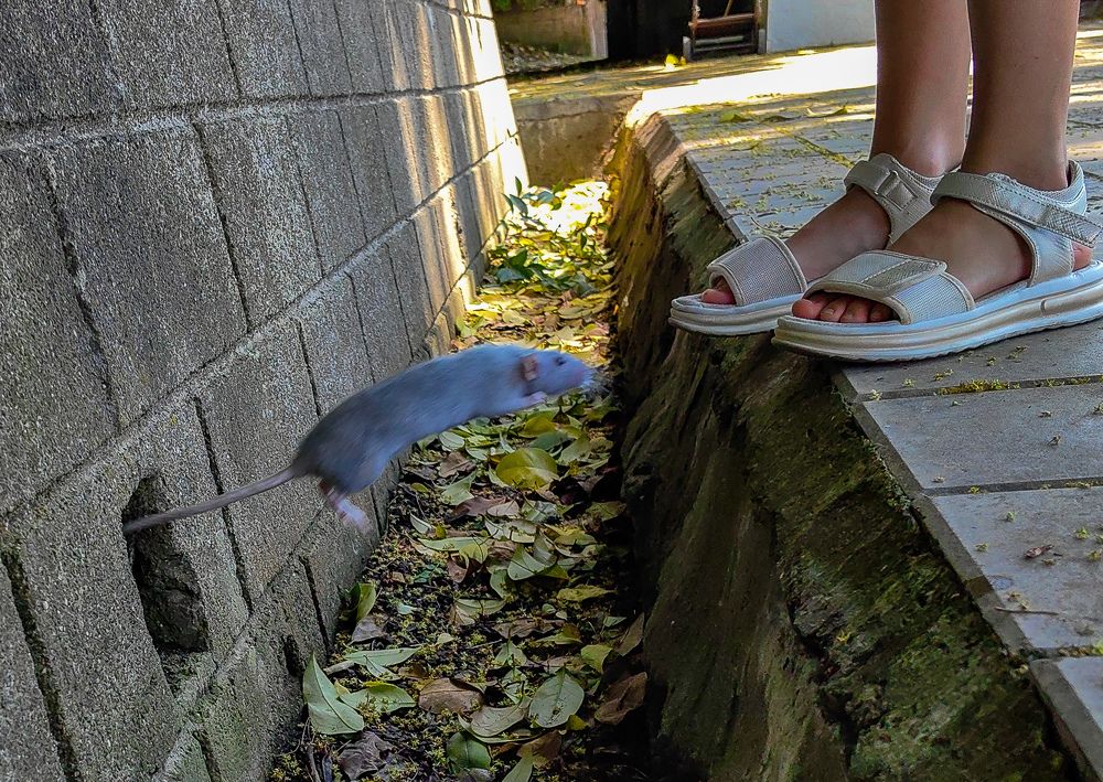 Рататуй в поисках