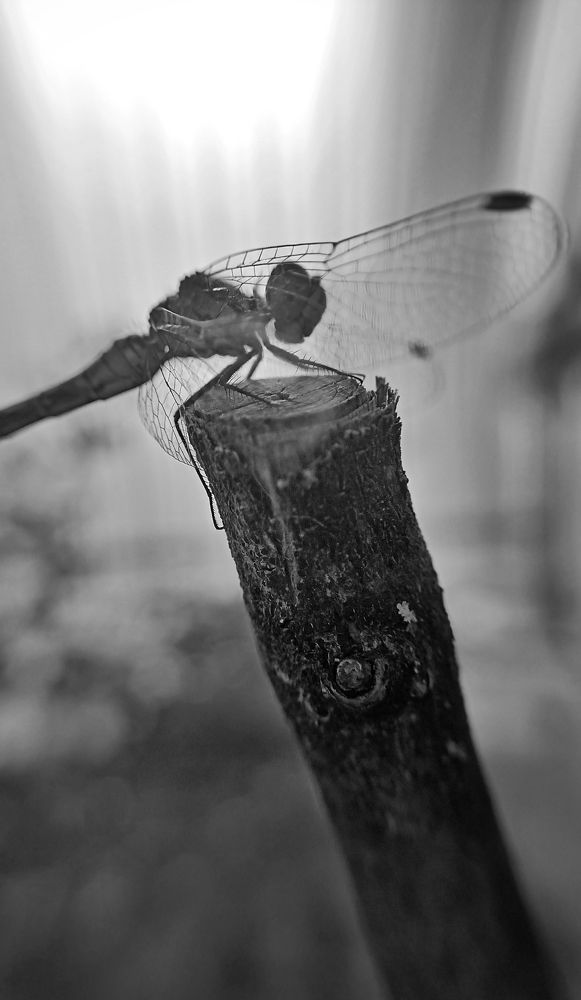 Photograph by Ольга Романова