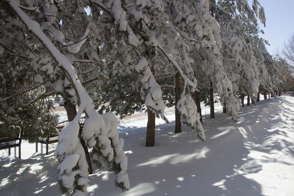 Снежные лапы