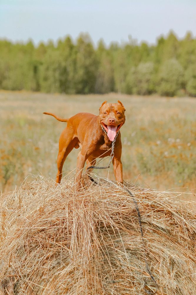 Photograph by Дмитрий Свинухов