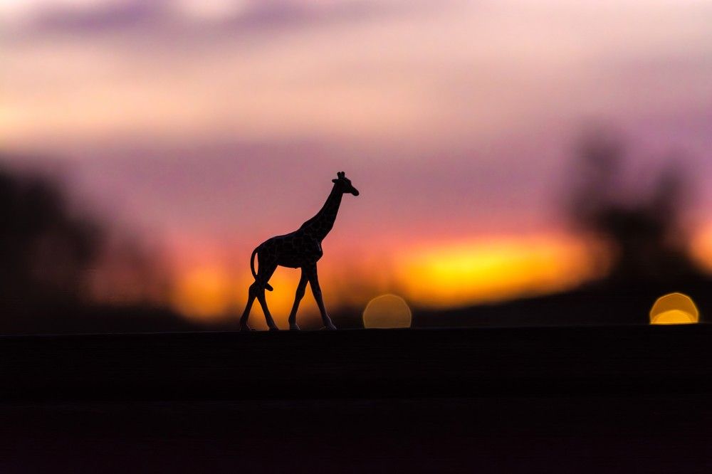 Фотография автора esti lahat