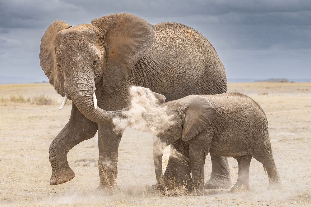 Dusting the young one!