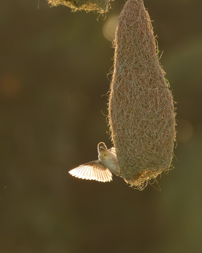 Фотография автора Anandhu M