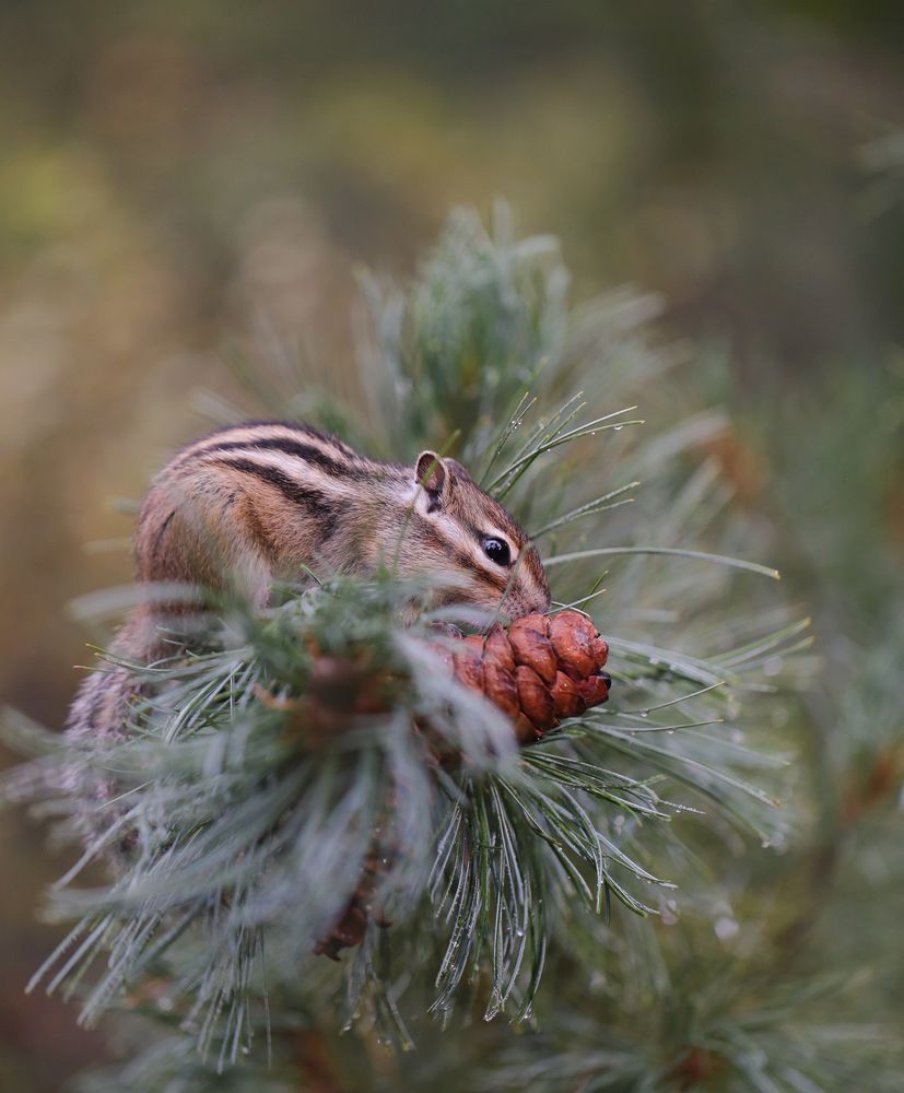 Photograph by Евгения Левина