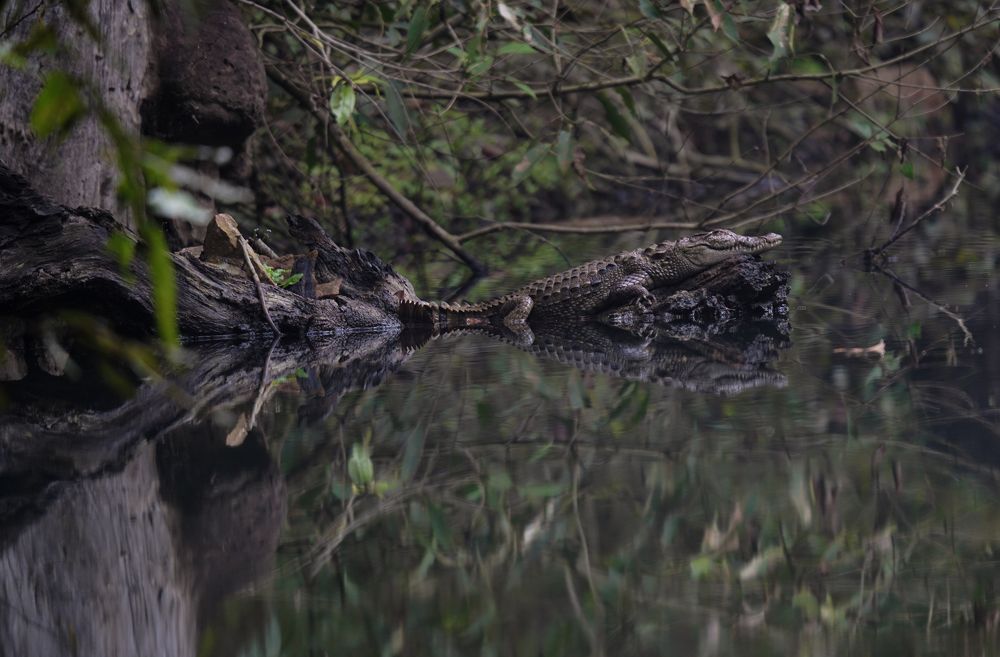 Photograph by SAMITA SARAF