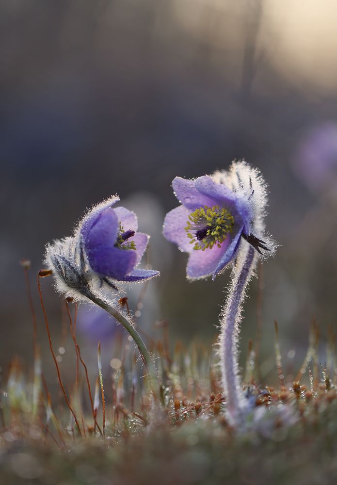 Photograph by Евгения Левина