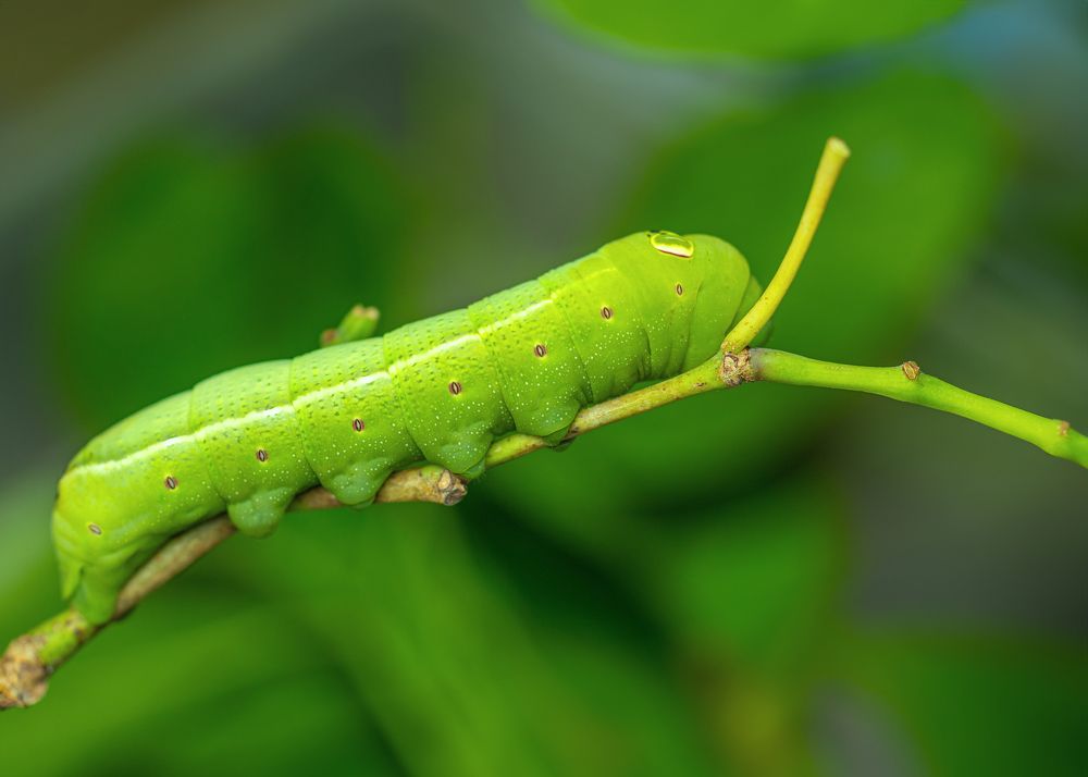 Photograph by Michael Mettier