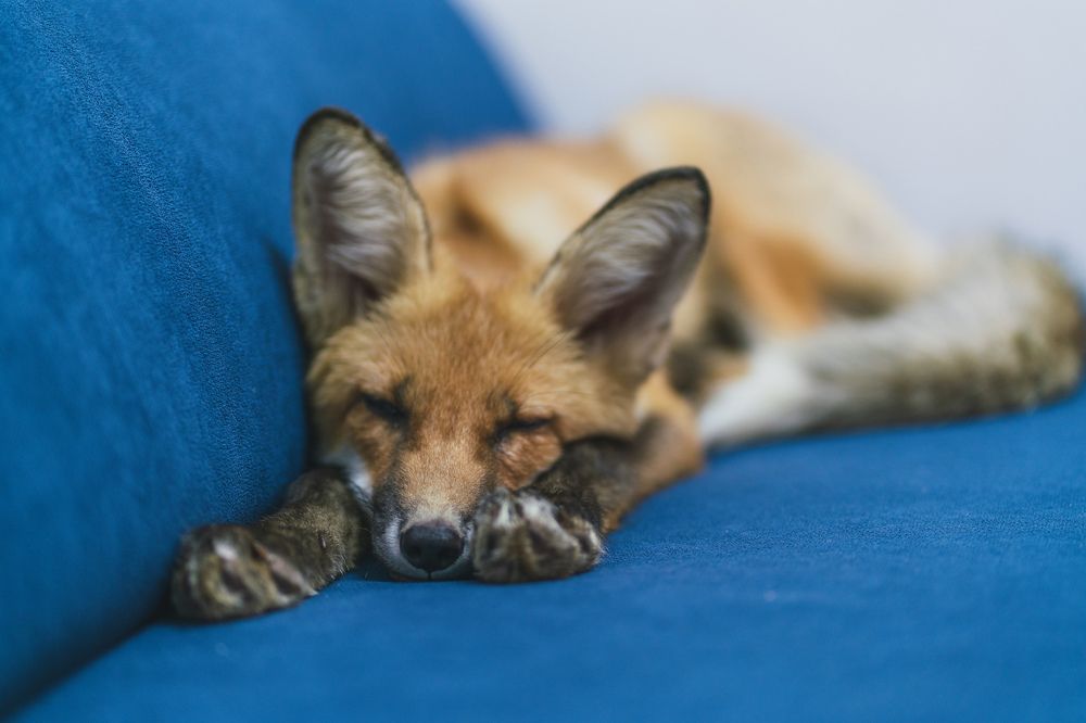 Домашняя лиса