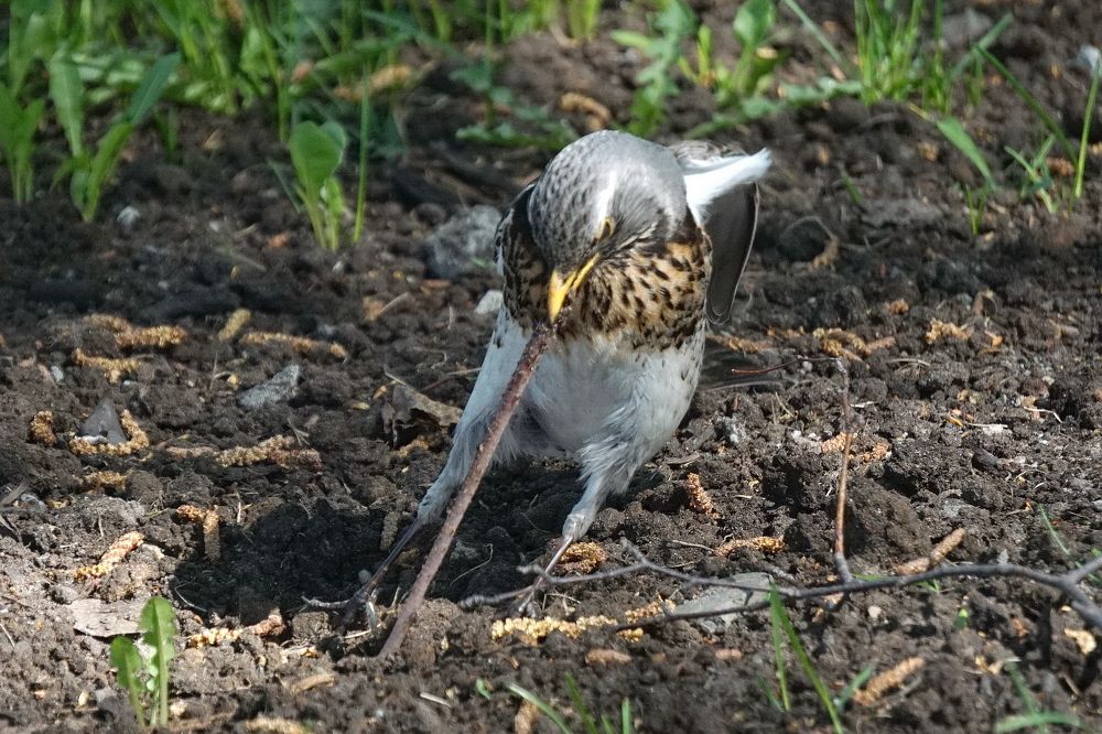 Photograph by Игорь Семеновский