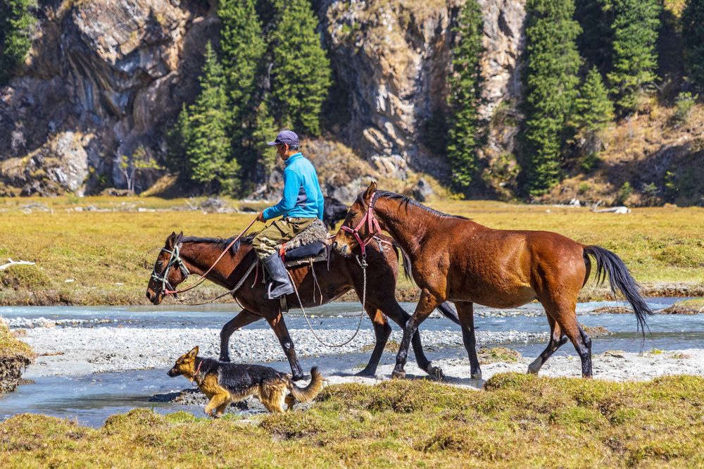 По дороге на пастбище.
