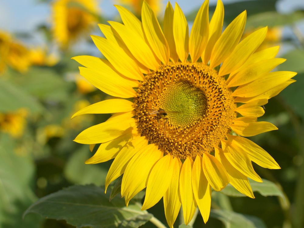 Photograph by anoop s