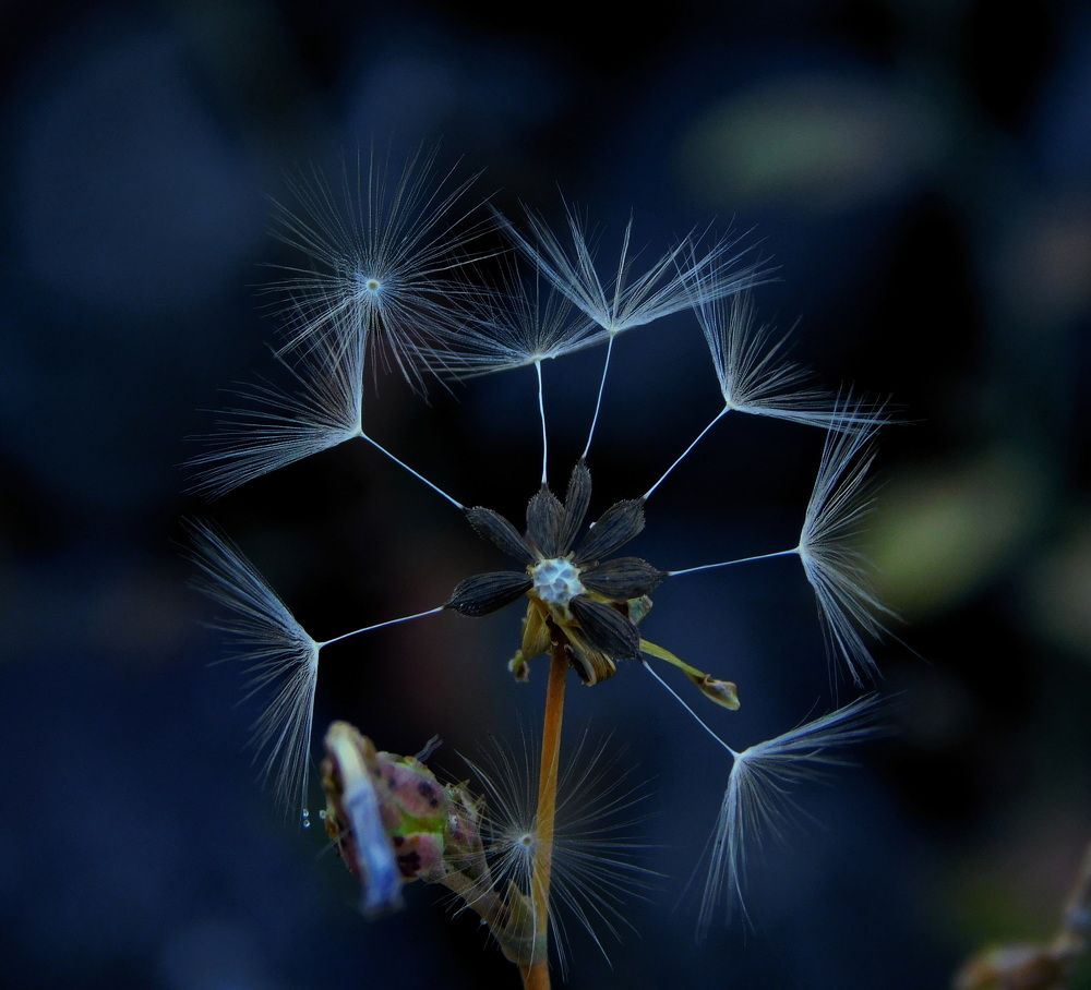 Photograph by Сергей Чеченов