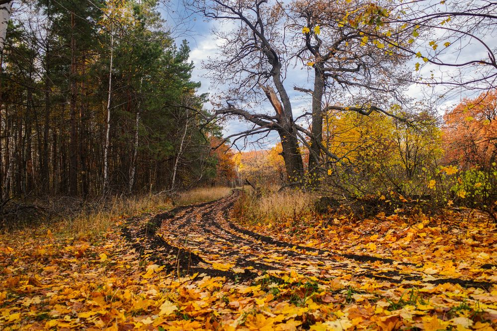 Photograph by Алла Никушкина