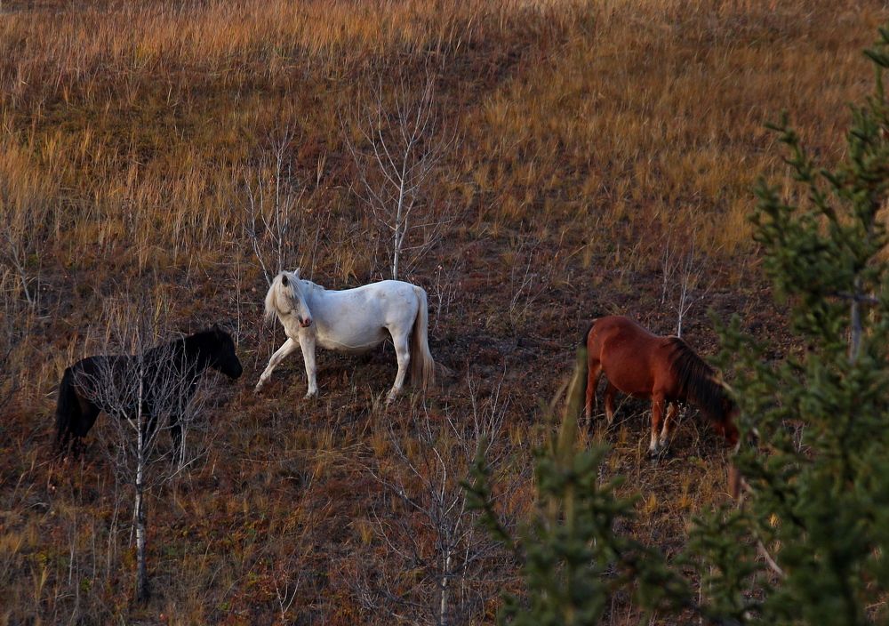 Photograph by Александр Велигура