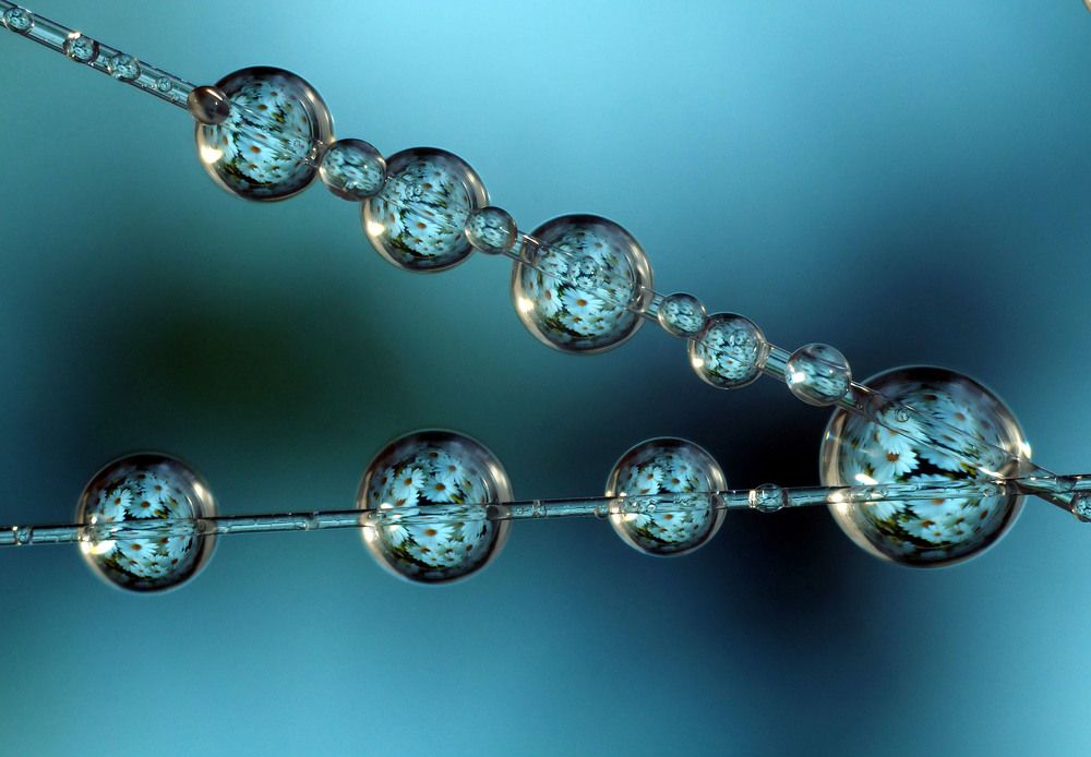 Цветы,отражение в каплях воды.