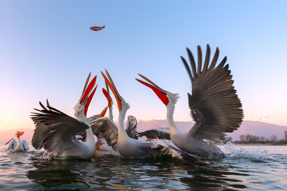 Пеликаны- жители озера Керкини.