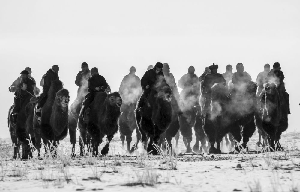 Before the winter camel race
