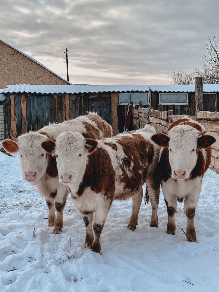 Photograph by Наталья Бакаянова