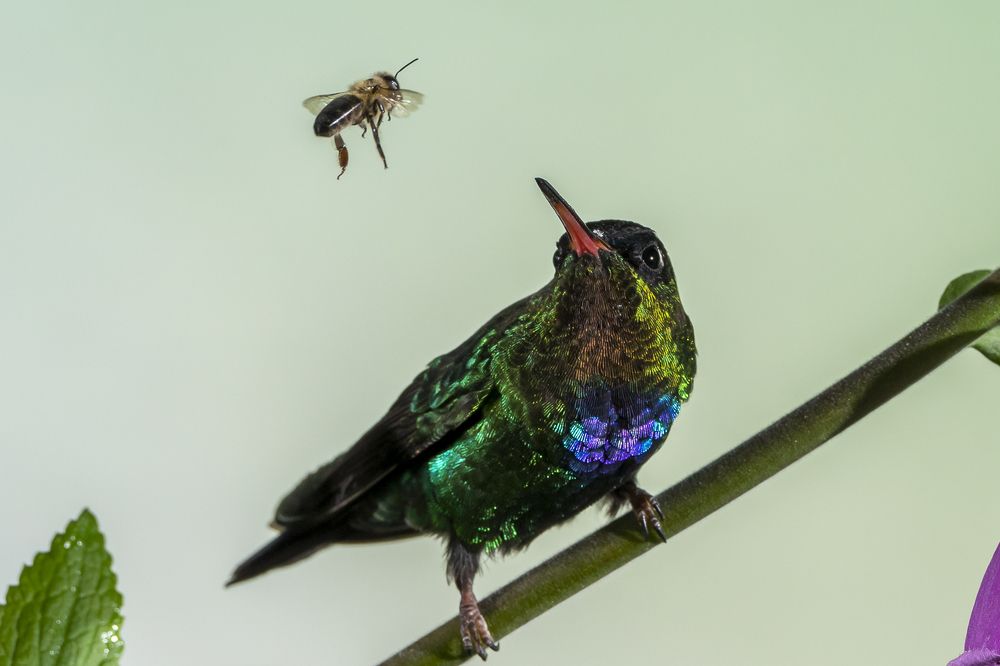 Stay away from my flower