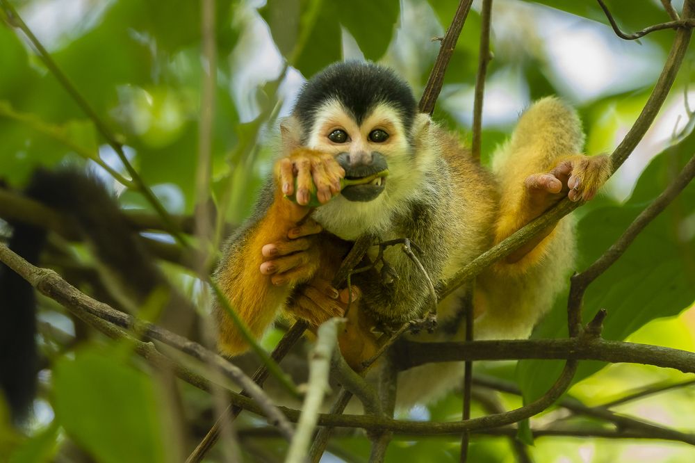 Hungry Squirrel Monkey