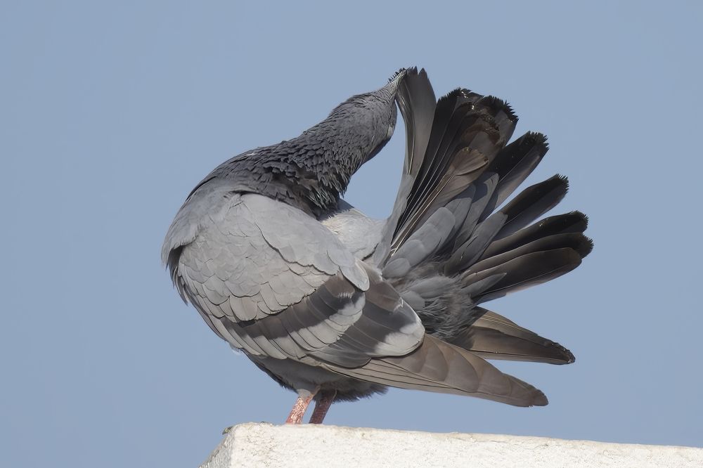Photograph by SREENIVASA RAO ILLURI