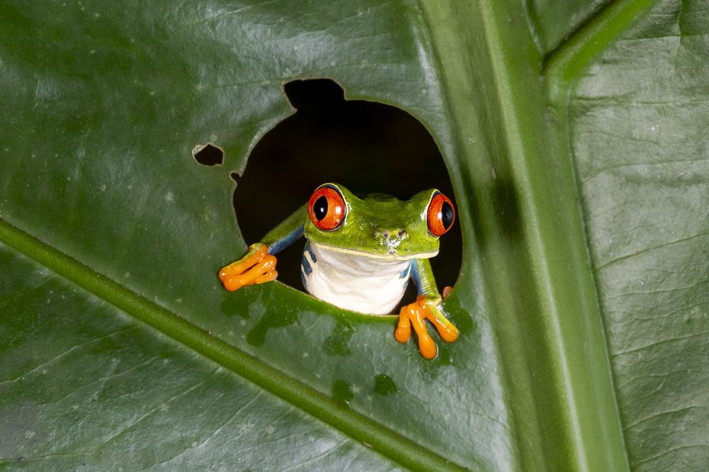 Red eyed tree frog