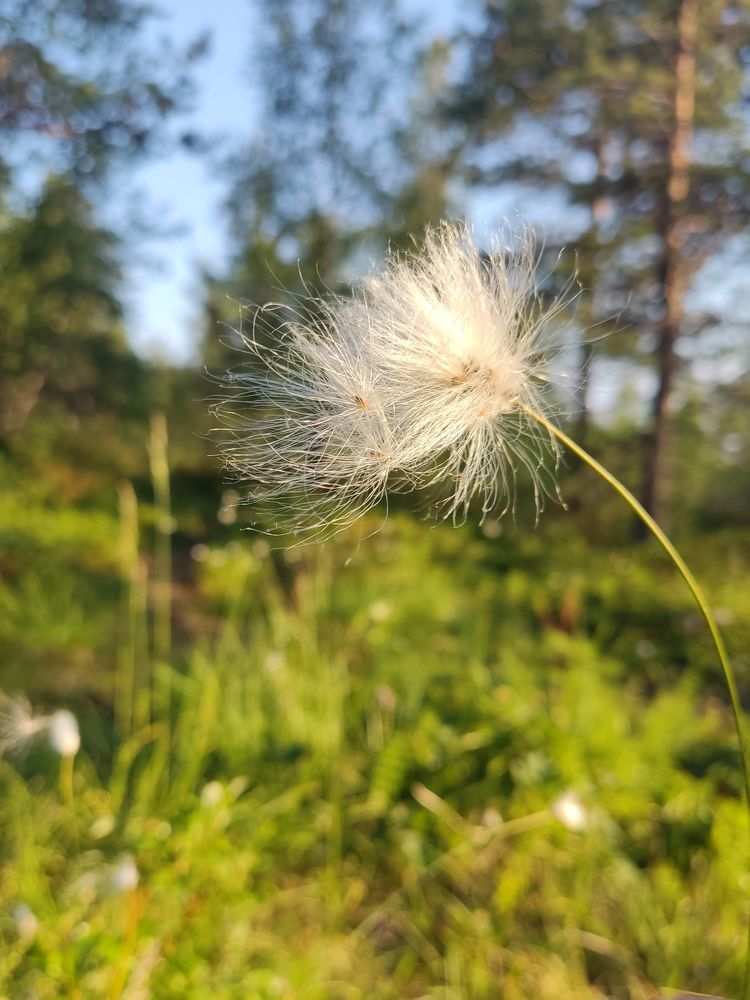 Photograph by Ольга Страуманис