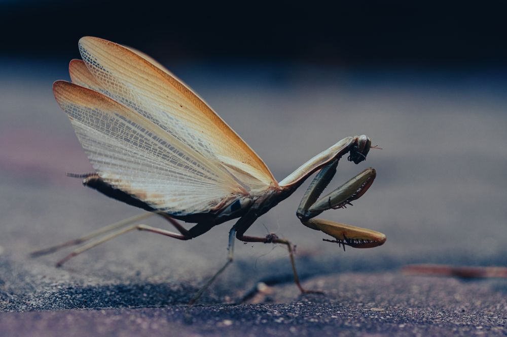 Photograph by Euegeniu Nicorici