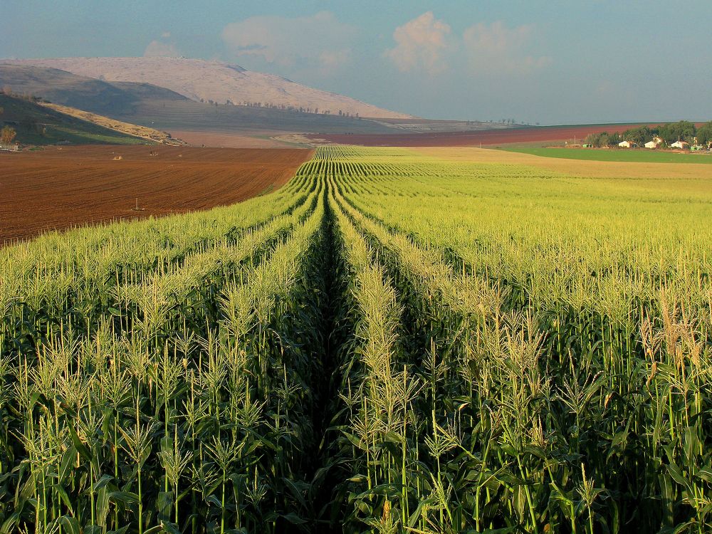 Где начинается попкорн