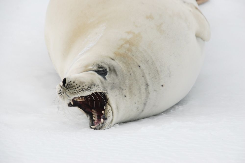 Photograph by Лев Синкин