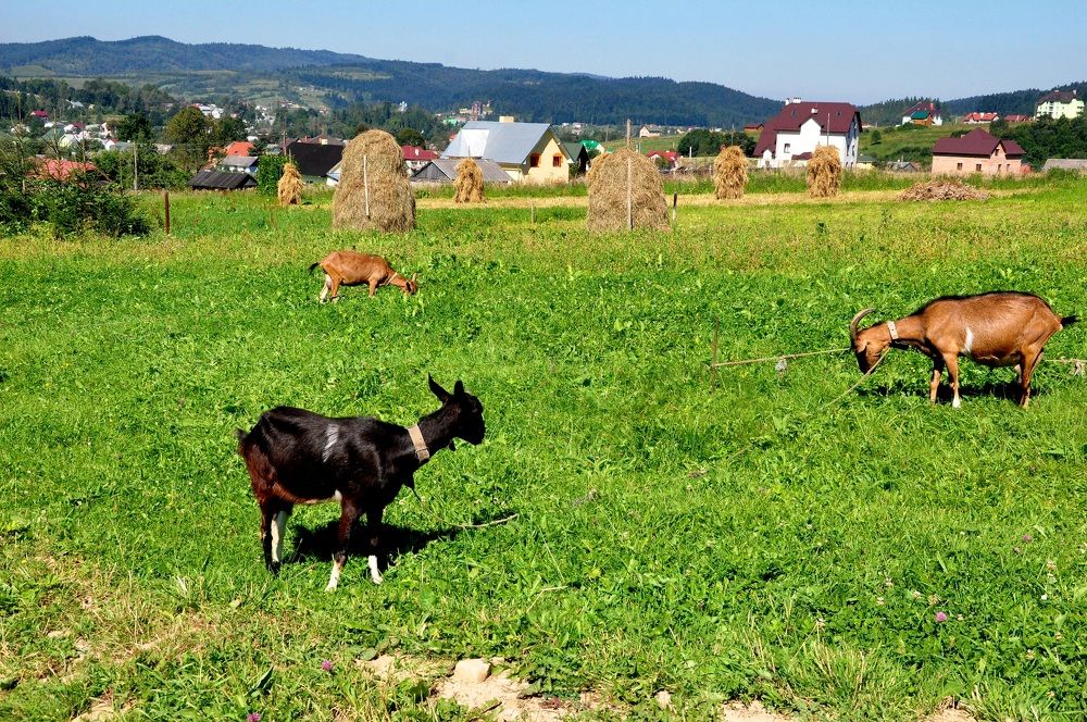 Photograph by Виктория Образцова
