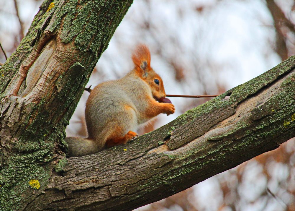 Photograph by Владислав Воровский