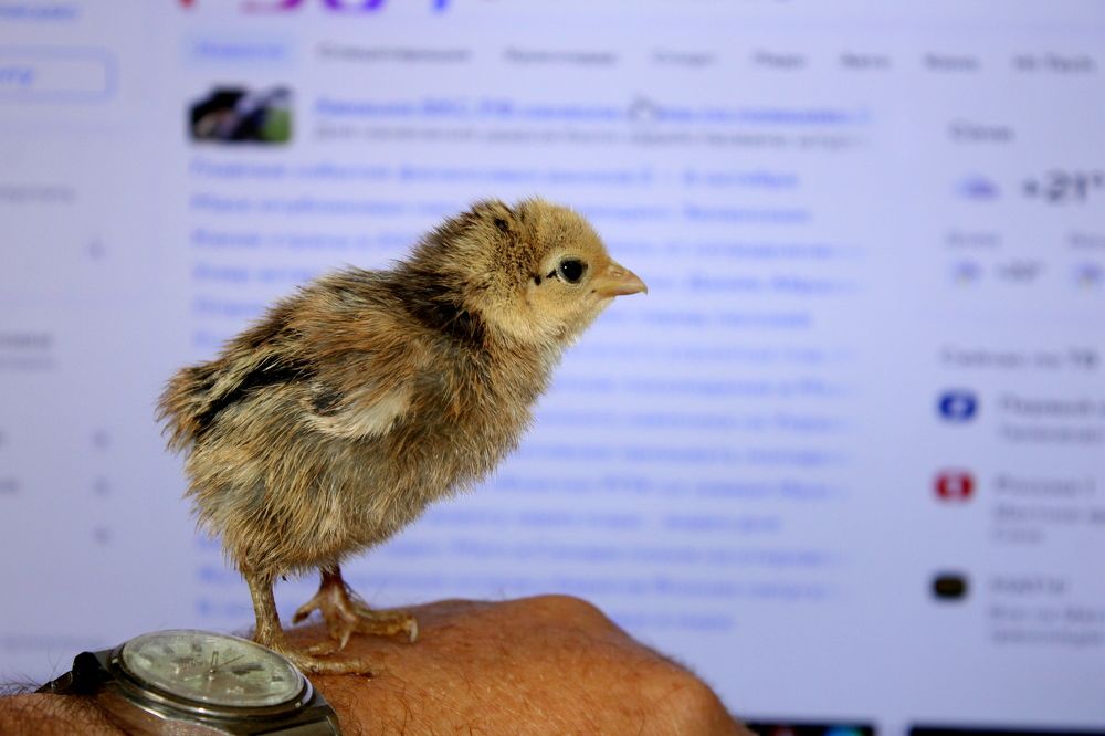 Photograph by Николай Немчанинов