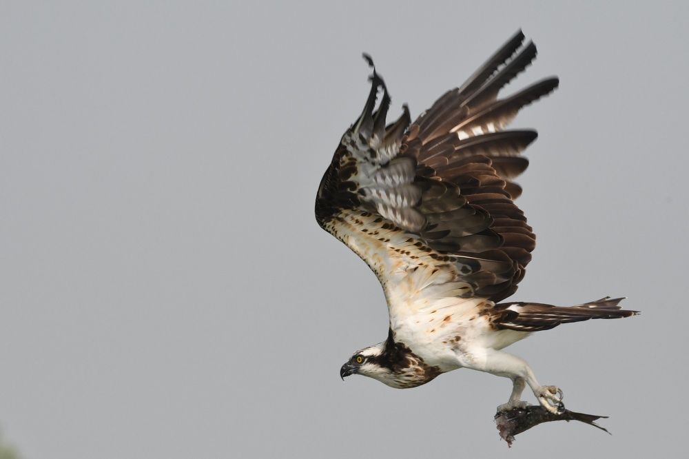 Photograph by SRIMANTA RAY