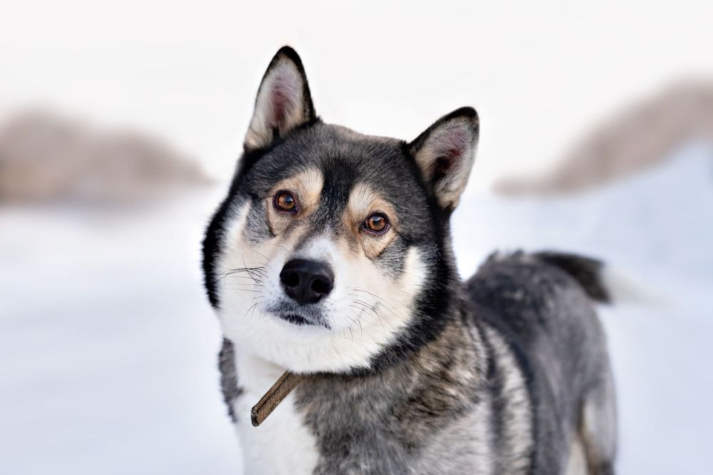Фотография автора Екатерина Полякова