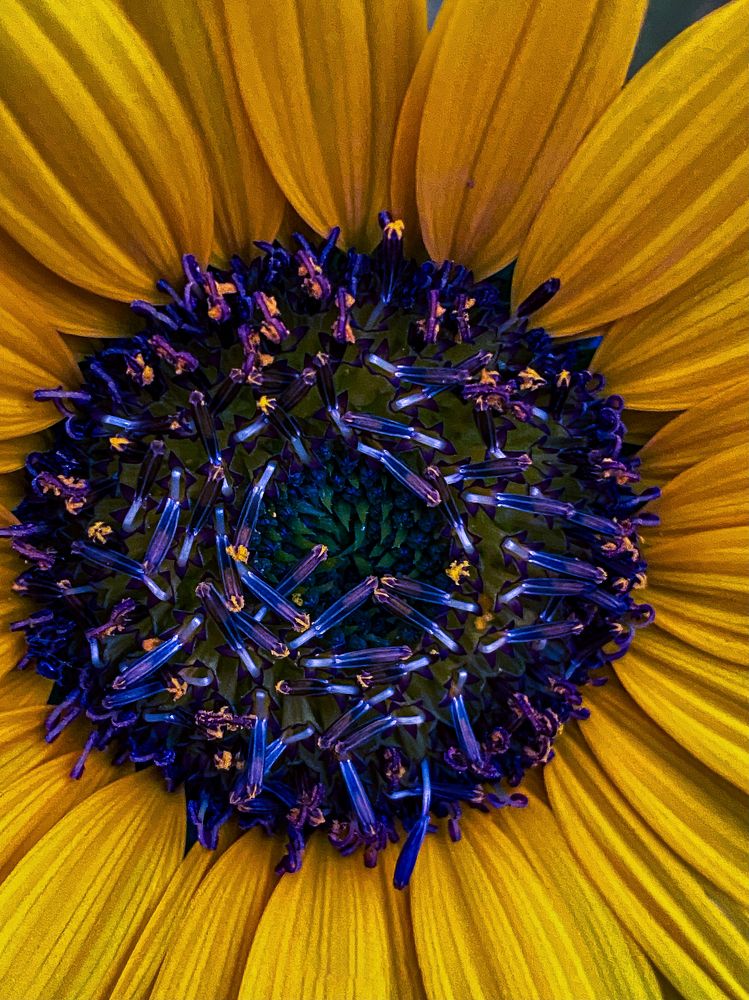 Violet sunflower