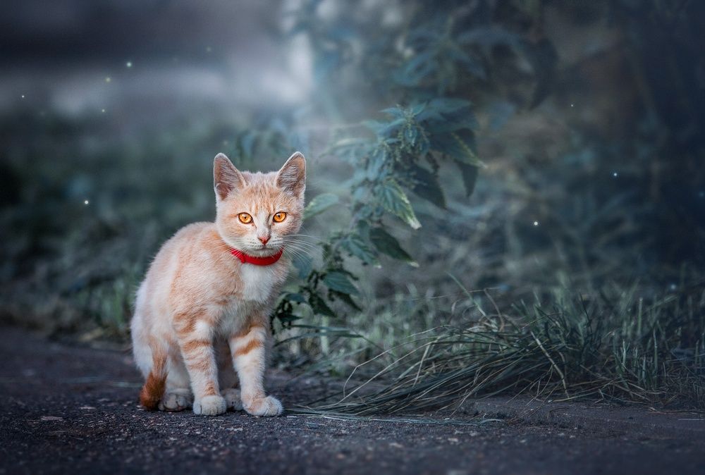 Photograph by Матвеева Наталия