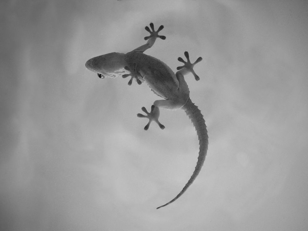 Un mundo en las sombras