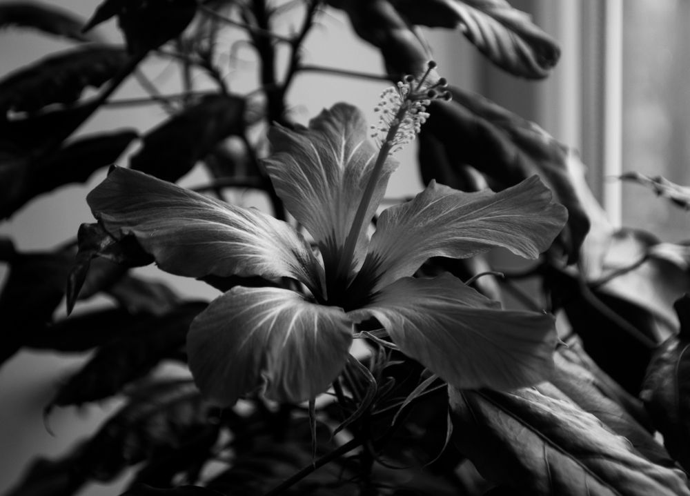 Photograph by Дмитрий Тютюнник