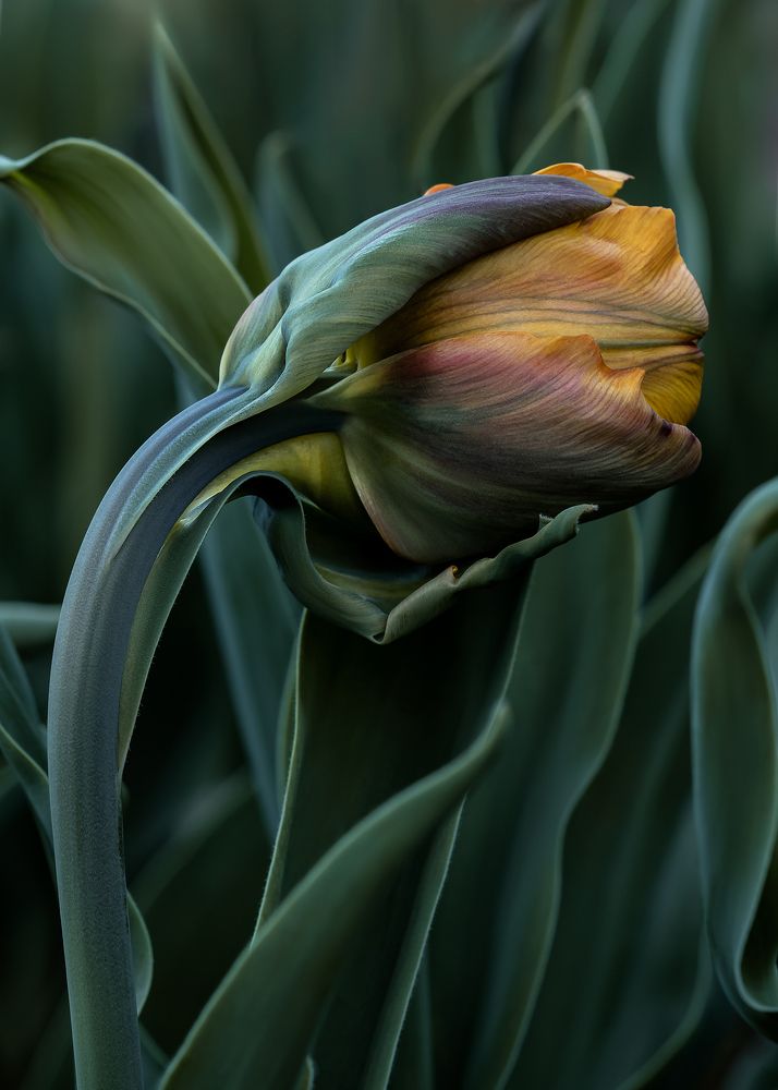 lonely tulip