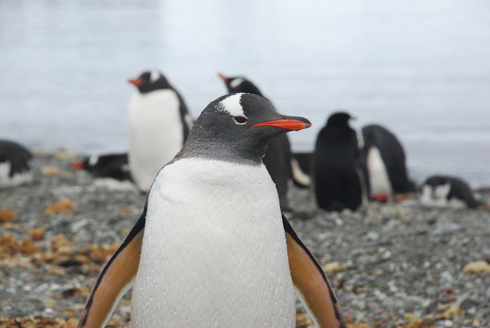 Photograph by Лев Синкин