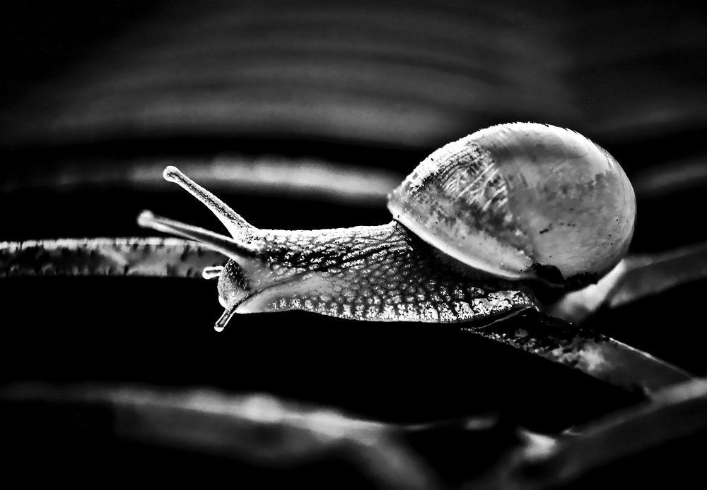 Photograph by Алексей Сиваков