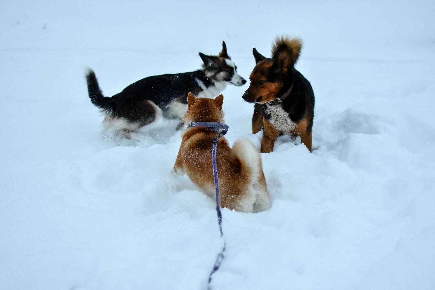 Photo #10184353