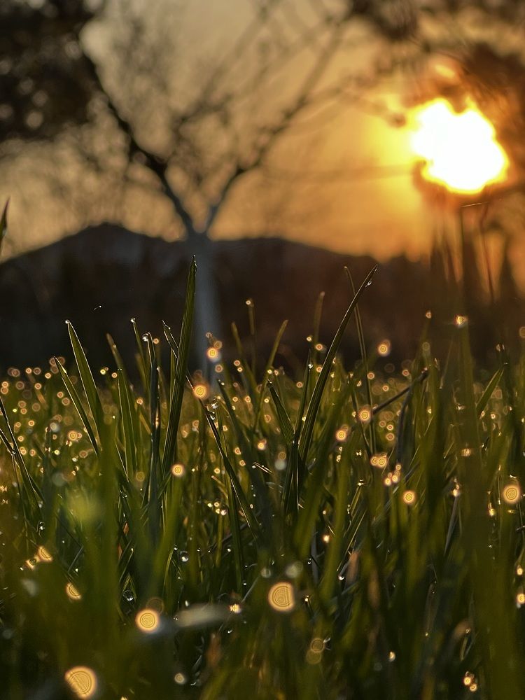 Morning Dew