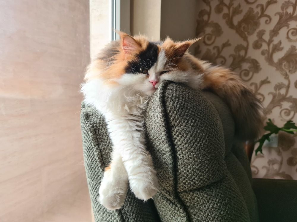 Photograph by AryoBarzan Garmsiri